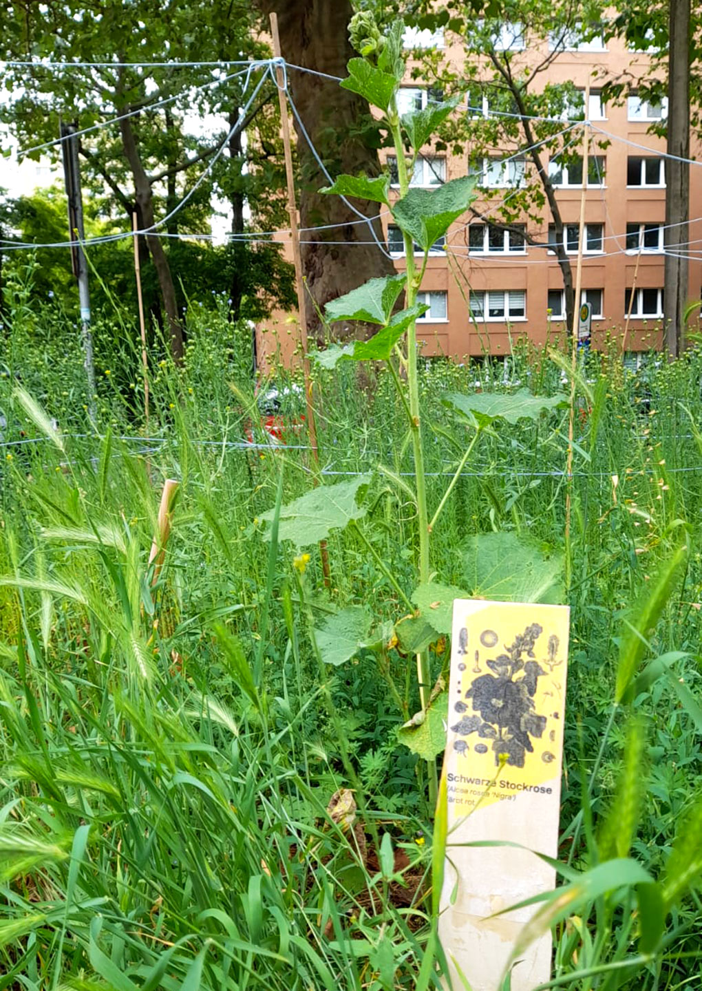 Schwarze Stockrose - Färbegarten