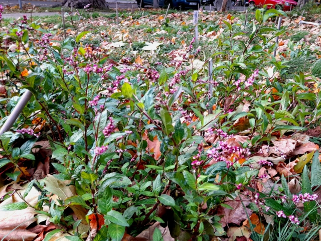 verschiedenste Pflanzen pink blühend und blätter im Herbst gefallen