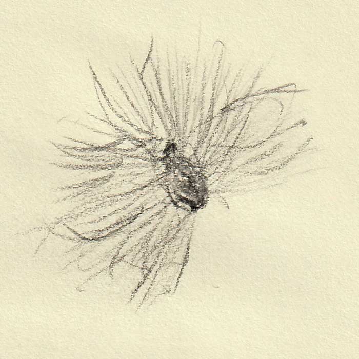 Zeichnung eines Baumwollsamens mit Samenhaaren