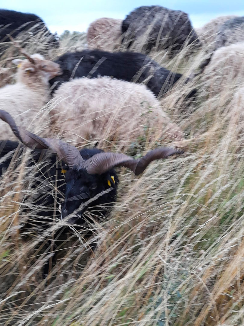 Schafe im Gras