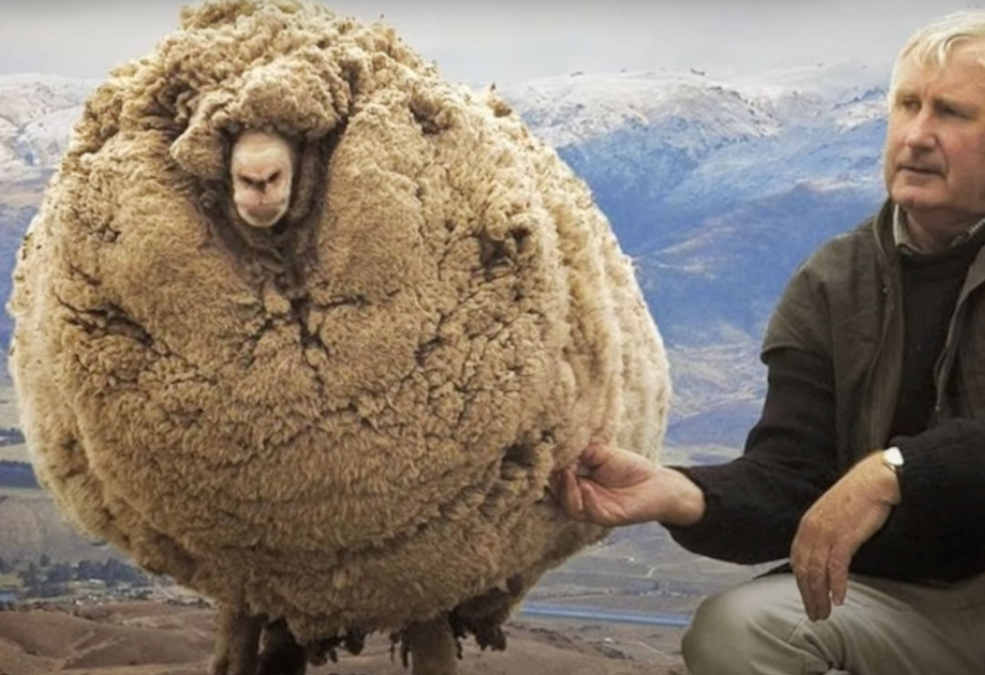 Schaf mit sehr viel Wolle