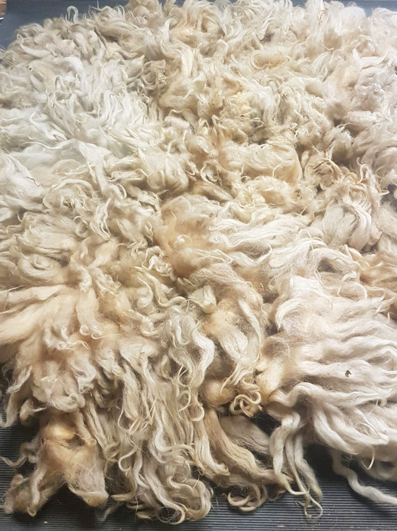 ausgebreitete Wolle