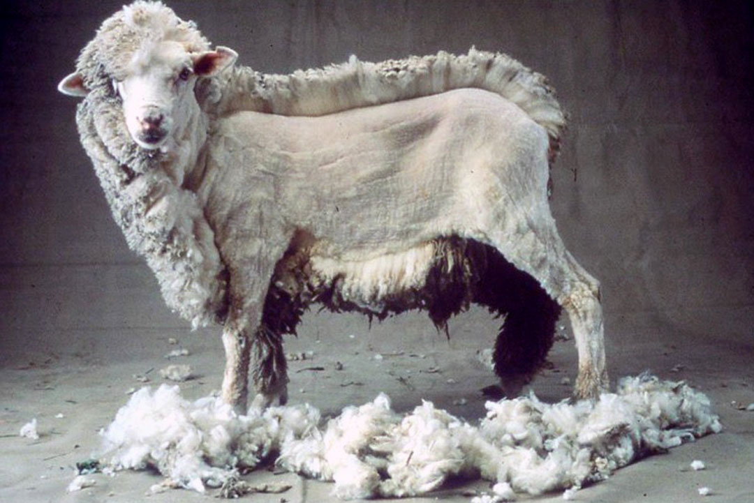 Halb geschorenes Schaf