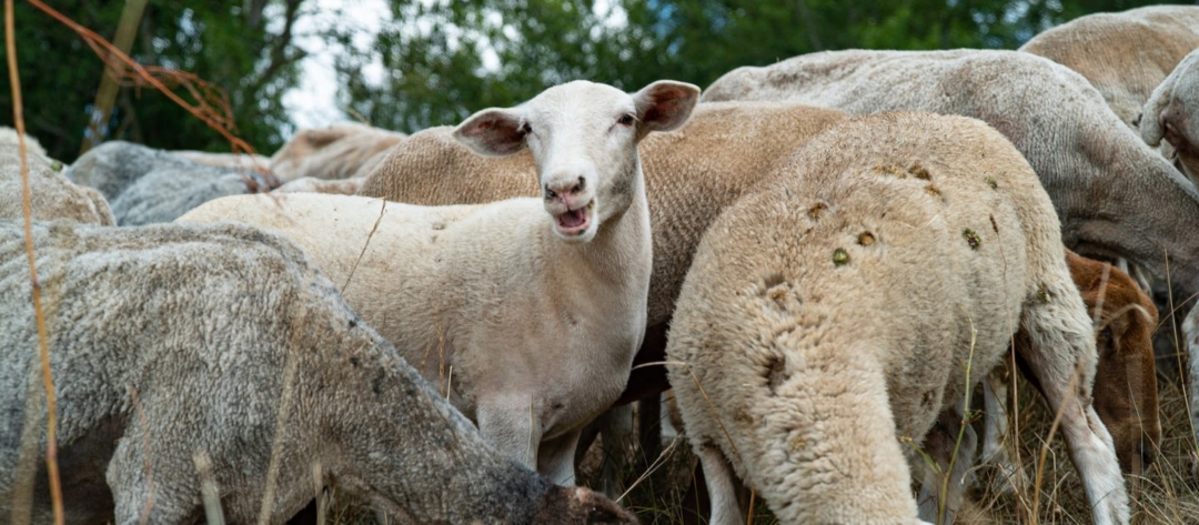Schafe transportieren Saaten
