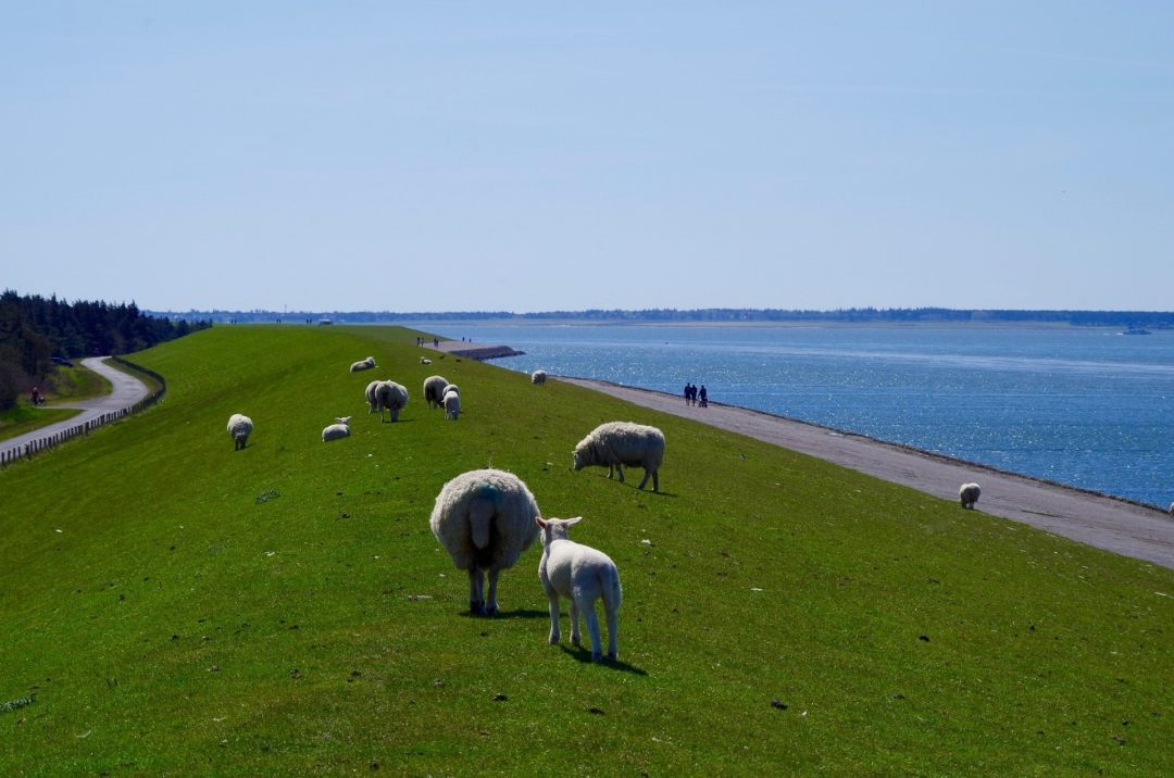Schafe auf den Deichen an der See oder an Flüssen
